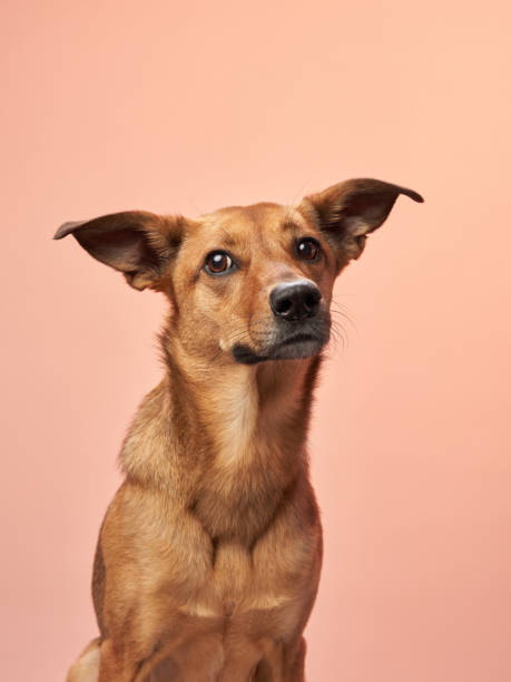 istock A brown mixed-breed dog with one ear perked and one ear flopped 1955658862