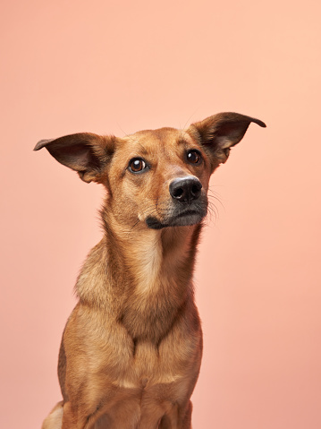 A brown mixed-breed dog with one ear perked and one ear flopped, tilts its head curiously against a soft pink background