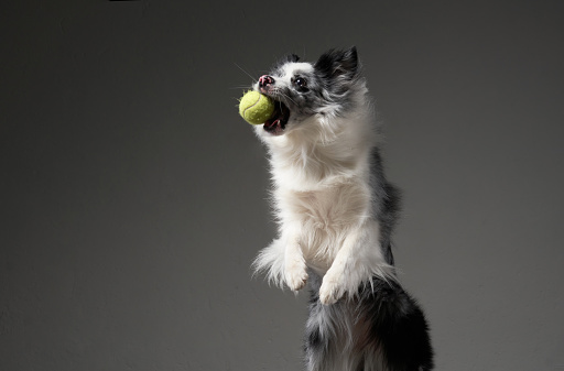 An exuberant Border Collie dog catches a tennis ball mid-air, grey background. This action-packed image conveys the agility and playfulness of the breed