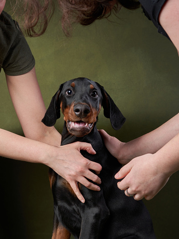 A cheerful Doberman puppy is cradled in a person arms, its joyful expression suggesting trust and comfort