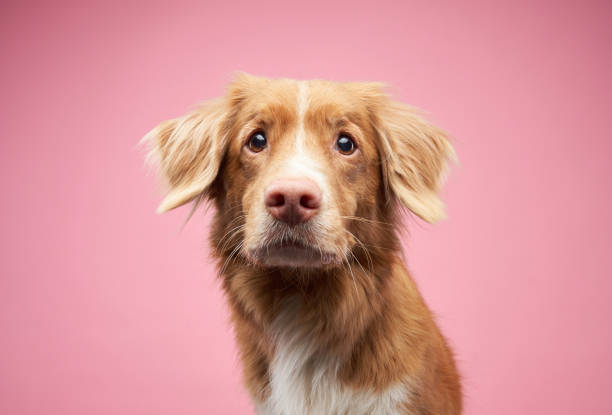 istock An attentive Nova Scotia Duck Tolling Retriever looks forward, pink background 1955659395