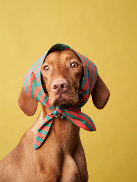 istock A Vizsla dog dons a headscarf, against a soft yellow background. 1955659421