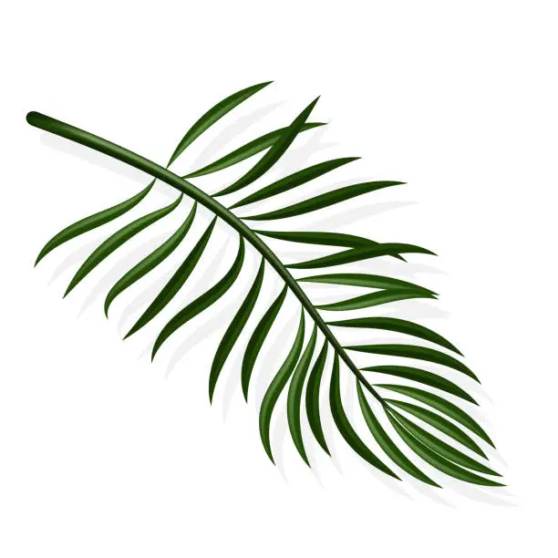 Vector illustration of Palm Leaf and Shadow,Vector illustration.Tropical Summer, Coconut leaves, Holiday Summer backdrop. Eps 10