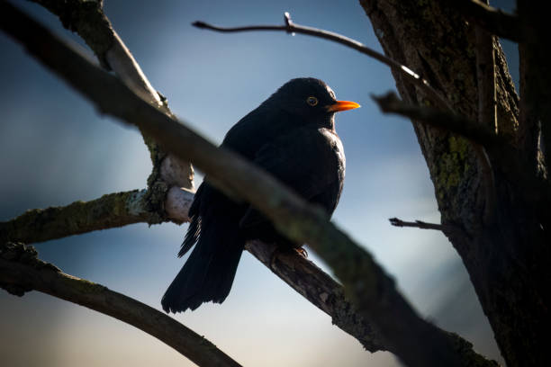 istock Blackbird looking out from tree in morning light 1955661031