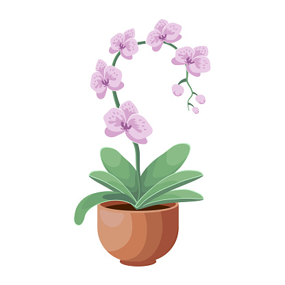 Blooming orchid flower in a pot. Plant care concept. Botanical illustration, decor element, vector