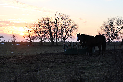 Two horses standing by feeder as the sun sets behind them.