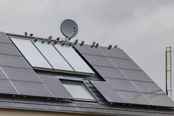 istock Pigeons on a house roof with solar modules 1955666878