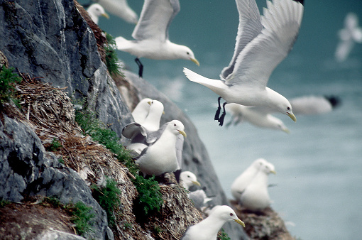 Kittiwakes are cliff-nesting gulls that winter on the open ocean. They can cover the rugged cliffs of the coastline in Alaska.