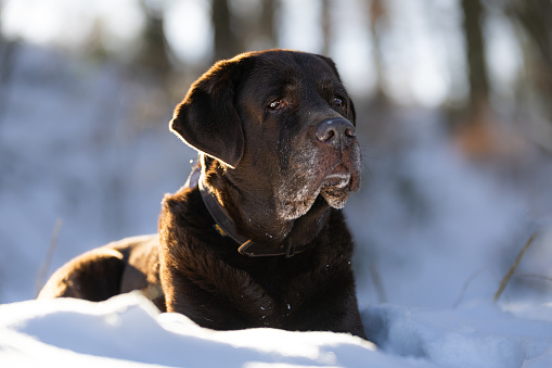 Playful Chocolate Labrador Retriever in Snow Field