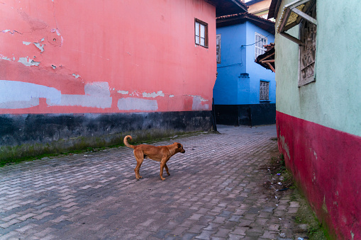 A dog wandering around the narrow streets with colorfully painted houses. decrepit shanty houses. Shot with a full frame camera.