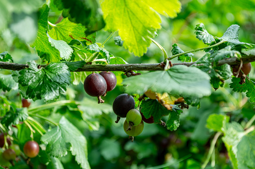 Yoshta is a hybrid of currants and gooseberries. Ripe black berries on a bush branch in the garden.