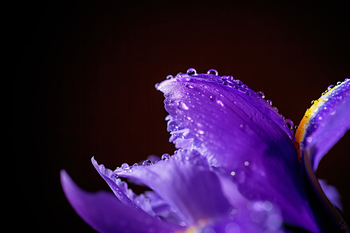 Close up photo of iris flower with macro detail. Beautiful purple flower with water drops on petals on dark blurred background. Shallow depth of field. Space for text