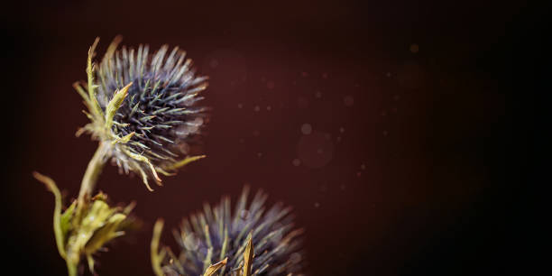 Beautiful Dried eryngium flower with dew drops on needles on blurred dark background. Thorn as concept of defense mechanisms of psyche and mental health defense