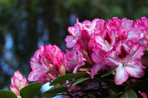 Rhododendron - a very large genus of about 1,024 species of woody plants in the heath family (Ericaceae).