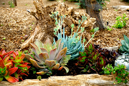 An inviting garden of the popular succulent, Hen and Chicks and sedums. Known for their rosette shaped growth (hen)and the smaller off shoots (hens), creating a unique growth pattern.