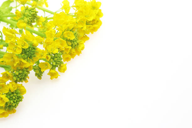 Canola flower isolated on a white background.