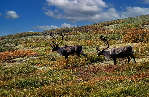 The beauty of the tundra is highlighted in this image under a blue sky in Alaska while a pair of mighty Caribou seem to pose for the picture. The grasses have turned the oranges and rust of autumn.  Caribou live in mountain and arctic tundra. Both male and female grow antlers.