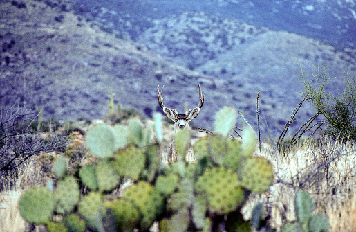 Look closely as the face of the mule deer is barely visual between the prickle pear cactus and the hills of the Sonoran Desert.