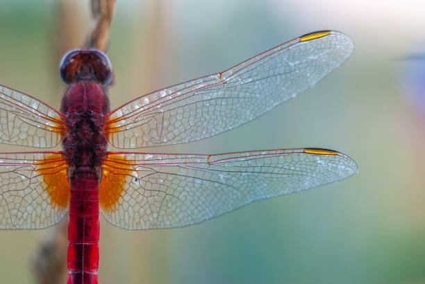Broad Scarlet (Crocothemis erythraea) male resting in the evening. Bas-Rhin, Alsace, Grand Est, France, Europe.