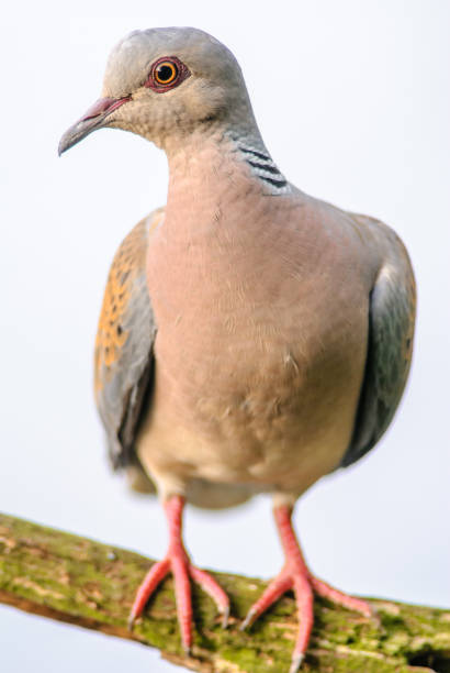 istock European Turtle Dove (Streptopelia turtur) perched on a branch. 1955736742