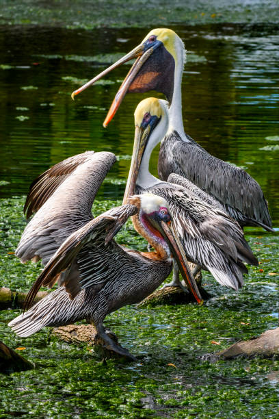 Three pelicans are resting on the fallen tree trunk in a swamp.