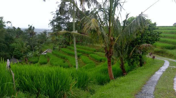 istock Jatiluwih rice terrace 1955744577