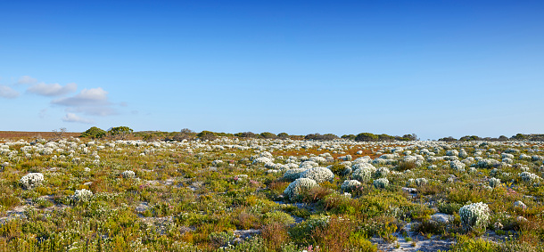 The wilderness of Cape Point National Park, Western Cape, South Africa