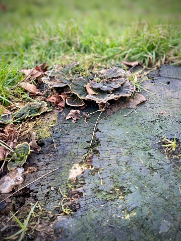 Fungus, mushrooms on a wet/damp tree stump. Close up.