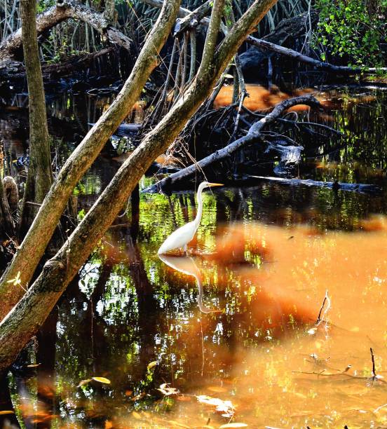 istock White Heron in The Dense Mangrove Swam 1955783015