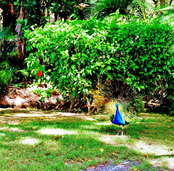 Peacock blue