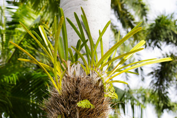 istock Cymbidium finlaysonianum plant on palm tree 1955791290