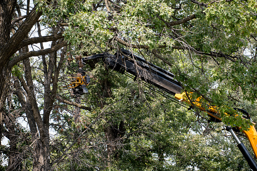 Tree maintenance in the city, showcasing a machine efficiently pruning large branches. The machine has a yellow and black mechanical arm with a cutting attachment that can cut through thick foliage. The machine is operated by a worker who is not visible in the image. The tree is located in a neighborhood with houses and fences in the background.