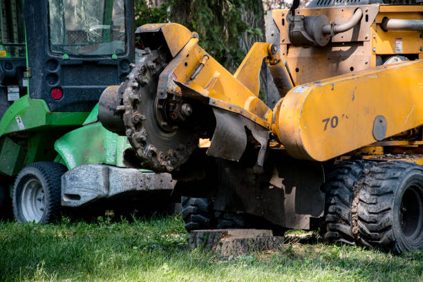 istock Stump Removal with a Stump Grinder 1955799119