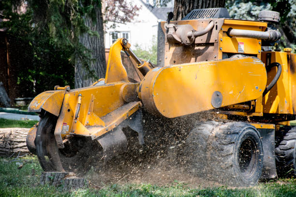 istock Stump Removal with a Stump Grinder 1955799134