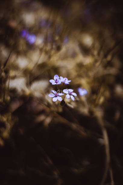 istock Wild flowers at Tuscany - Meadow - Italy 1955820627