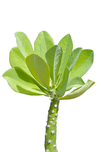 Euphorbia ligularia Xerophytic plant on white background.