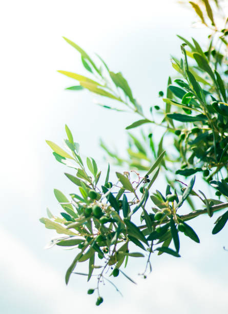 トスカーナのオリーブの木 - イタリア - image branch leaf fruit ストックフォトと画像