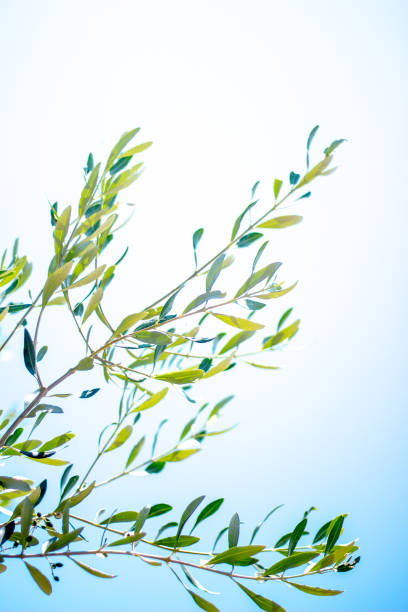 istock Olive tree in Tuscany - Italy 1955825489