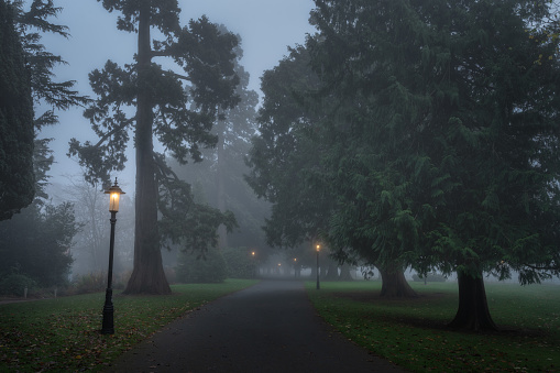 Road in the fog, surrounded by trees illuminated by vintage street lamps in Farmleigh Phoenix Park. Moody, atmospheric evening, Dublin, Ireland