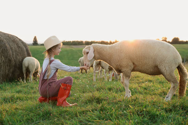 istock Girl feeding sheep on pasture. Farm animals 1955839274