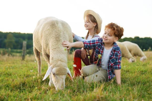 Children stroking sheep on pasture. Farm animals