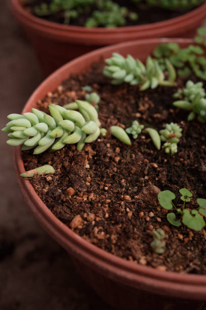 istock growing succulents at home 1955854490