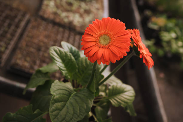 blossoming gerbera jamesonii - orange flower in garden