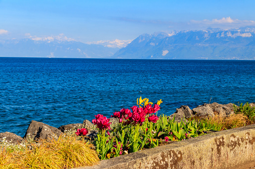 Beautiful colourful spring tulips on the background of Alps Mountains and Lake Geneva in Morges, Switzerland