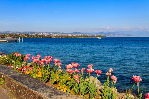 Beautiful colourful spring tulips on the background of Alps Mountains and Lake Geneva in Morges, Switzerland