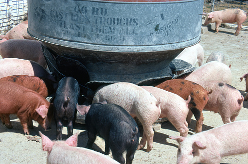 Small rural pig feed lot near Wellman, Iowa in 1980. Typical feed lot on a single owner/operator farm raising mainly corn and soybeans on about 180 acre farm. A small portion of the corn would be used to feed the pigs. The tails of these pigs have been docked.