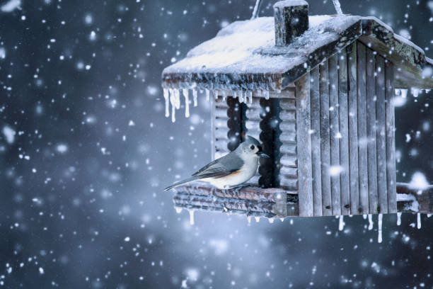 istock Tufted Titmouse feeding at a Feeder in the Snow 1955867280