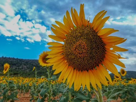 Rows of sunflowers, facing the sun, with blue sky background