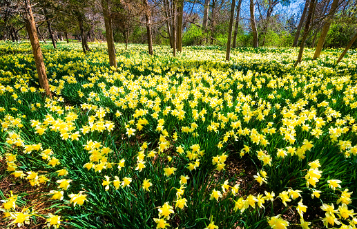 Thousands of daffodils bloom  among trees in a quiet glade in southeastern Massachusetts.