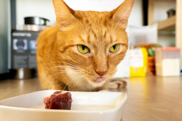 istock Ginger cat eating raw meat in the kitchen. 1955895446